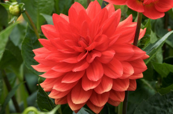 Картинка цветы георгины красный круглый