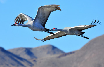Картинка животные журавли крылья полет пара