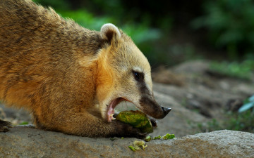 обоя носуха, животные, еноты, камень, зверек, еда