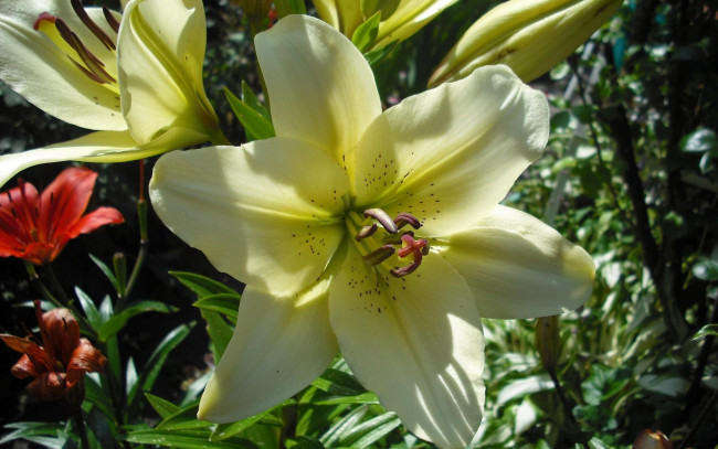 Обои картинки фото цветы, лилии, лилейники, белый