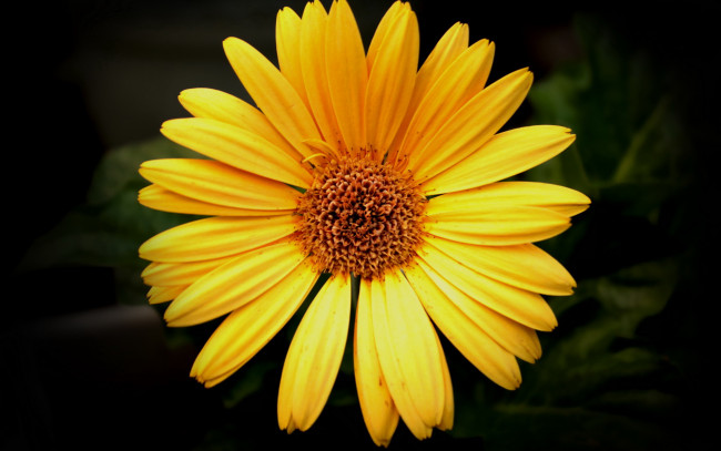 Обои картинки фото цветы, рудбекия, лепестки