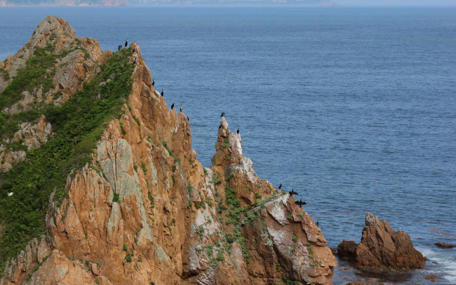 Обои картинки фото животные, птицы, скалы