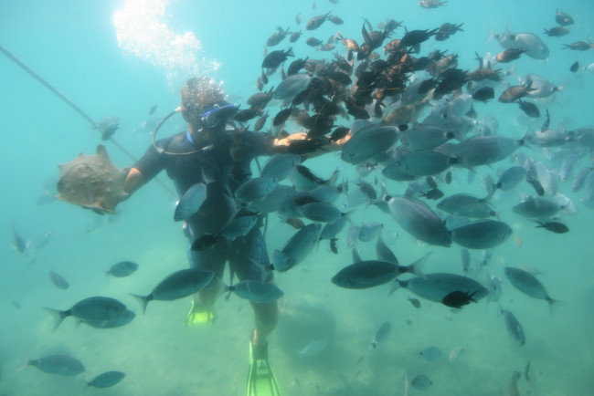 Обои картинки фото животные, рыбы, аквалангист, косяк