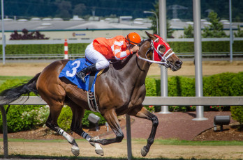 Картинка спорт конный+спорт ипподром лошадь скачки жокей