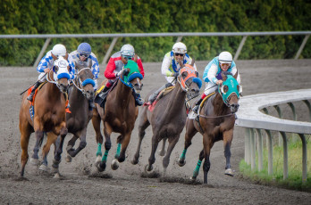 Картинка спорт конный+спорт скачки жокей лошадь ипподром