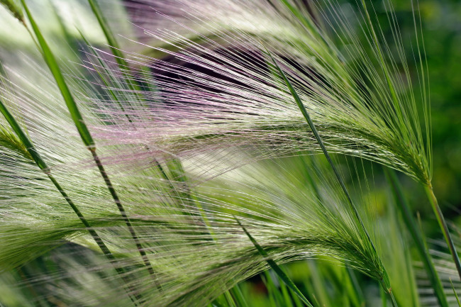 Обои картинки фото природа, макро, растение, зеленый, метелка