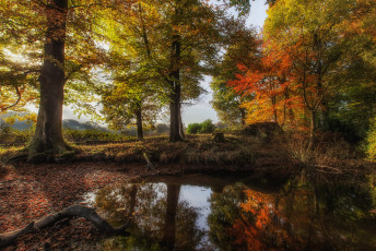 Картинка природа реки озера лес река