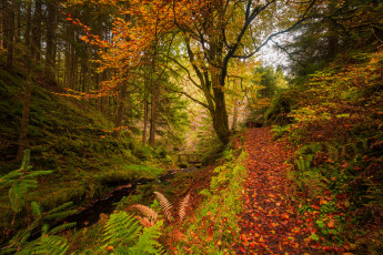 Картинка природа лес река