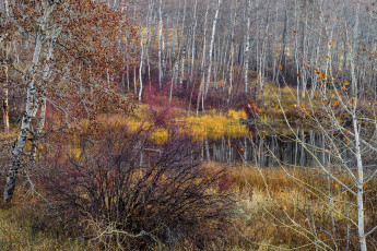 Картинка природа реки озера лес река