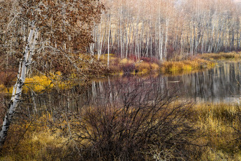 Картинка природа реки озера река лес