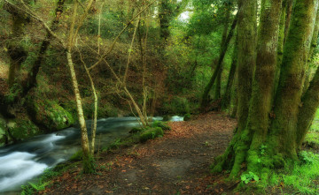 Картинка природа реки озера сальнес галисия испания лес деревья