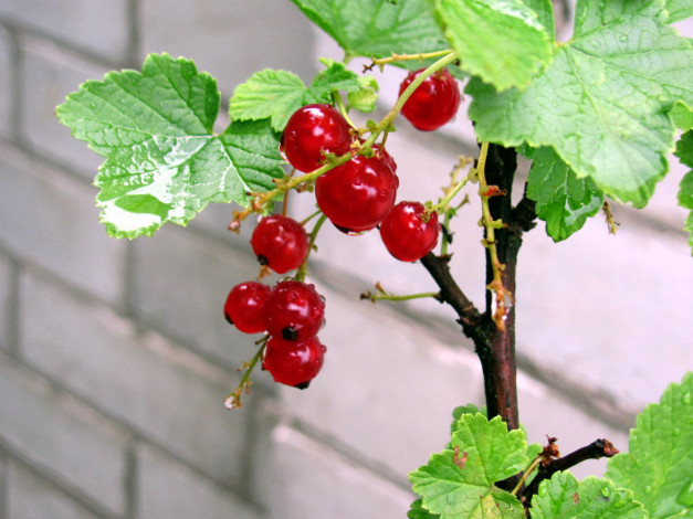 Обои картинки фото природа, Ягоды, смородина