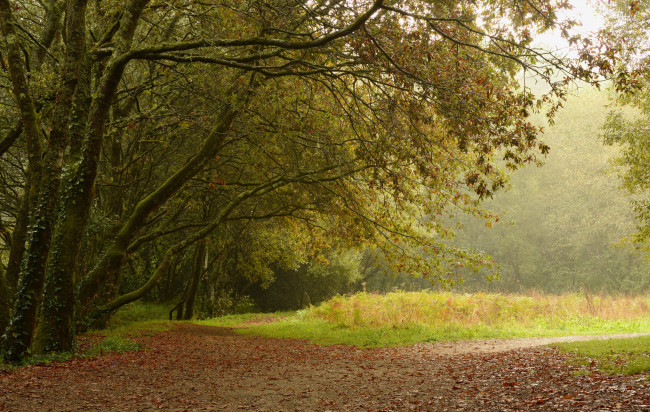 Обои картинки фото природа, лес, деревья, поляна, дорога, пейзаж