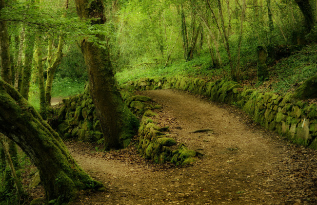 Обои картинки фото природа, дороги, сальнес, галисия, испания, лес, деревья, дорога