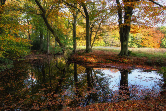 Обои картинки фото природа, реки, озера, река, лес