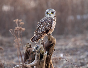 Картинка животные совы коряга сова фон природа боке птица