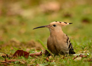 обоя животные, удоды, птичка