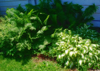 Картинка разное компьютерный+дизайн трава