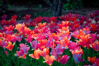 Картинка цветы тюльпаны сад