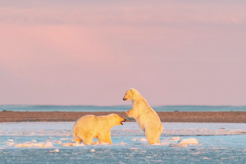 Картинка животные медведи белый медведь