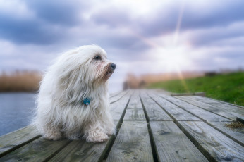 Картинка животные собаки пес