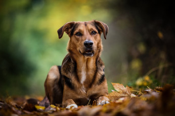 Картинка животные собаки пес