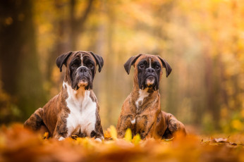 Картинка животные собаки пес
