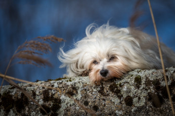 Картинка животные собаки пес