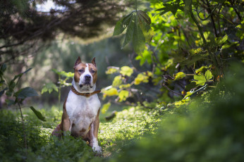 Картинка животные собаки пес