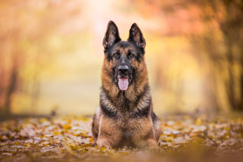 Картинка животные собаки пес