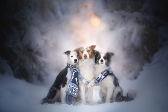 Картинка животные собаки пес