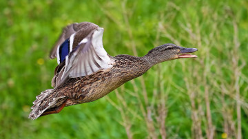 Картинка животные утки птичка