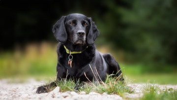 Картинка животные собаки пес