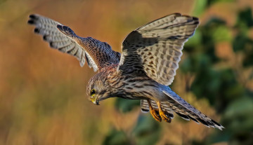 Картинка животные птицы+-+хищники птичка