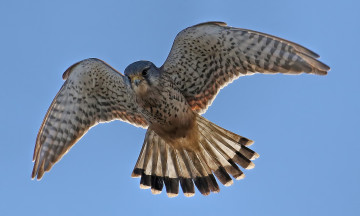 Картинка животные птицы+-+хищники птичка