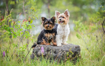 Картинка животные собаки