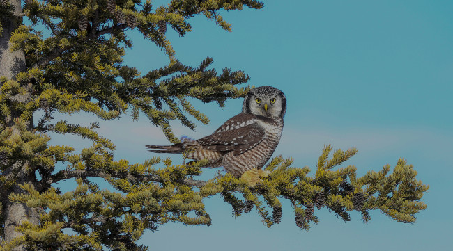 Обои картинки фото животные, совы, птичка