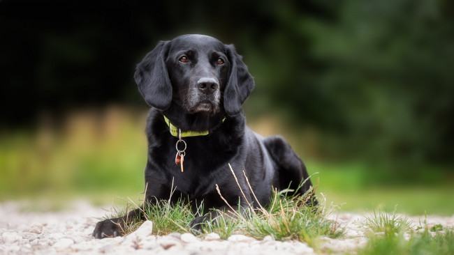 Обои картинки фото животные, собаки, пес