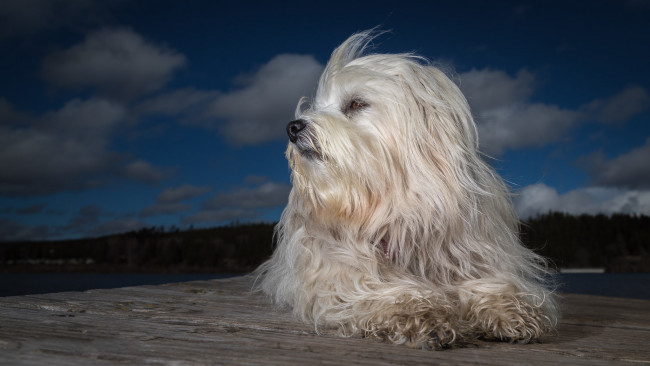 Обои картинки фото животные, собаки, пес