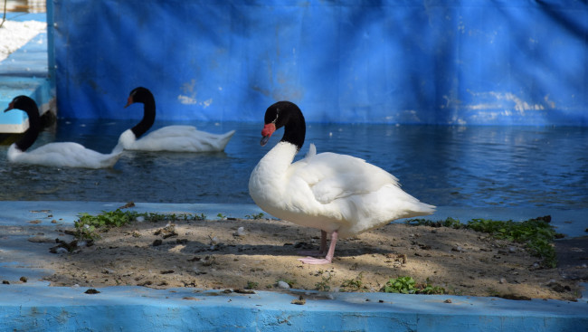 Обои картинки фото животные, утки, камешки, песок, плавание, вода