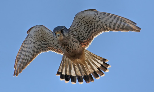 Обои картинки фото животные, птицы - хищники, птичка