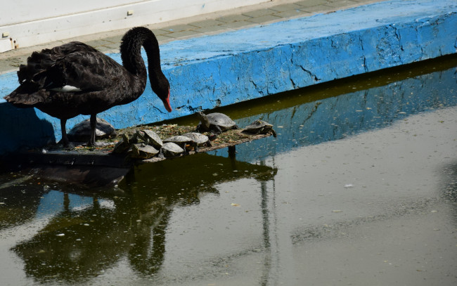 Обои картинки фото животные, разные вместе, лебедь, черепаха, вода