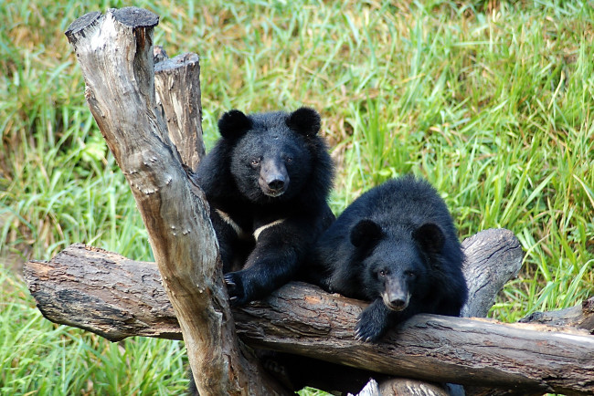 Обои картинки фото барибалы, животные, медведи, чёрные, хищники