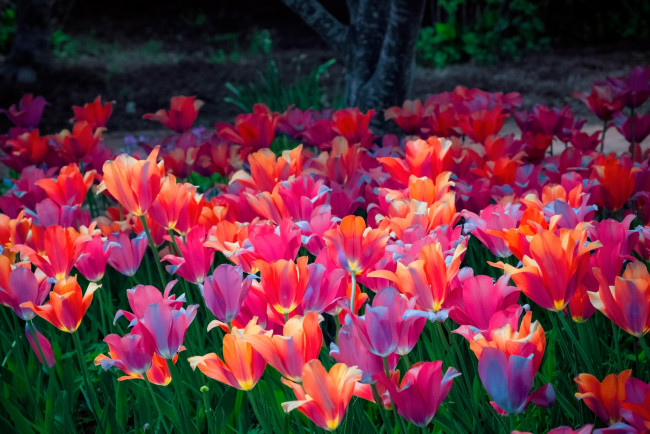 Обои картинки фото цветы, тюльпаны, сад