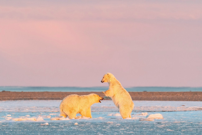 Обои картинки фото животные, медведи, белый, медведь