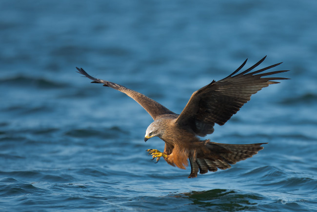 Обои картинки фото животные, птицы - хищники, птичка