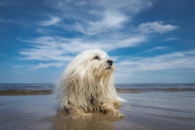 Обои картинки фото животные, собаки, пес