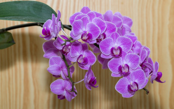Картинка цветы орхидеи ветка экзотика
