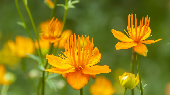 Обои картинки фото trollius chinensis, купальница китайская, цветы, луговые , полевые,  цветы, trollius, chinensis, купальница, китайская