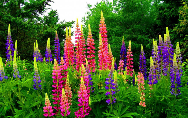 Обои картинки фото цветы, люпин, разноцветный